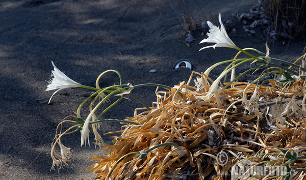 Sea Daffodil (Pancratium maritimum)