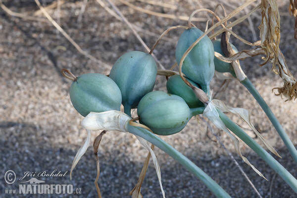 Sea Daffodil (Pancratium maritimum)