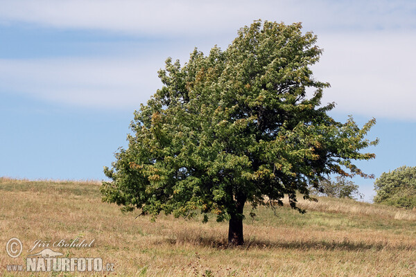 Service Tree (Sorbus domestica)