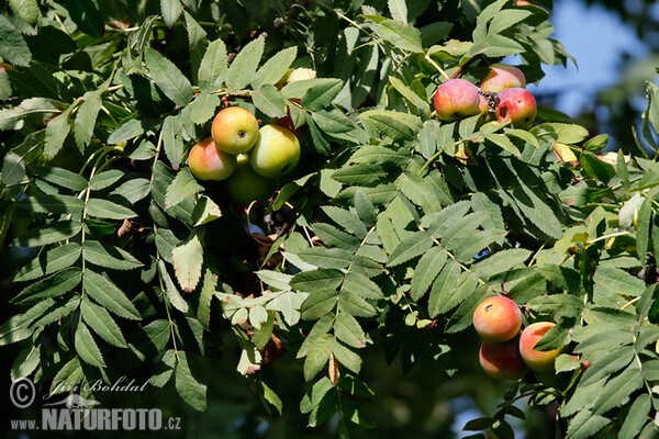 Service Tree (Sorbus domestica)