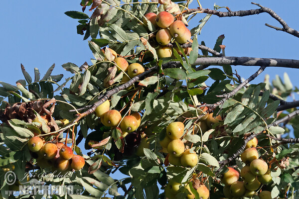 Service Tree (Sorbus domestica)