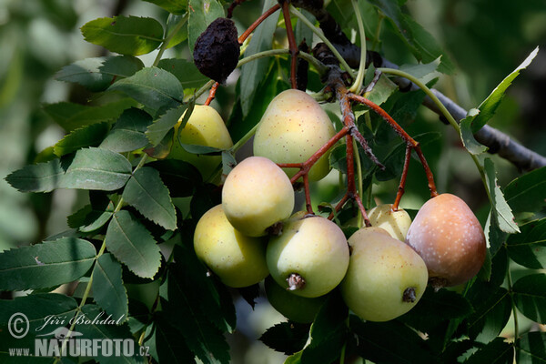 Service Tree (Sorbus domestica)