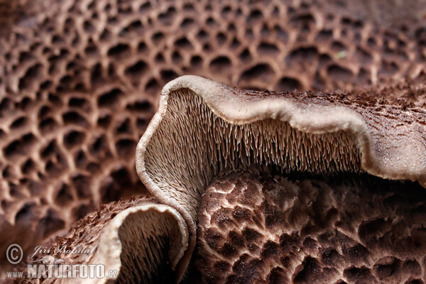 Shingled Hedgehog Mushroom (Sarcodon imbricatus)