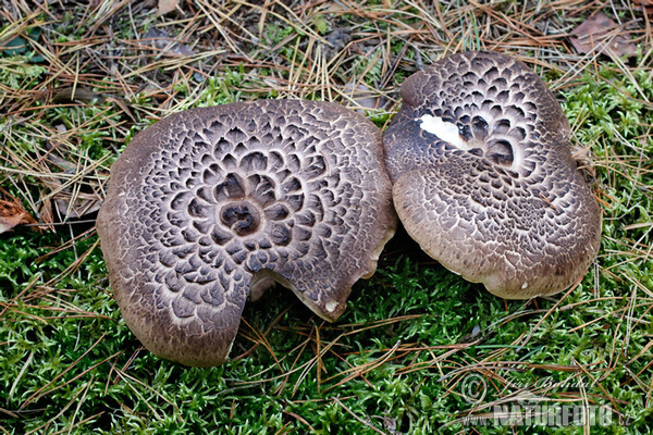 Shingled Hedgehog Mushroom (Sarcodon imbricatus)