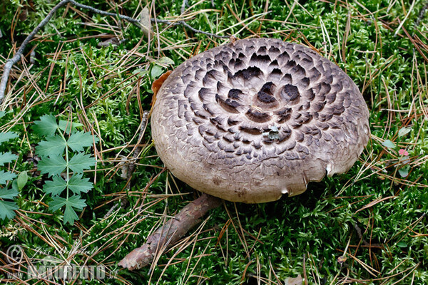 Shingled Hedgehog Mushroom (Sarcodon imbricatus)