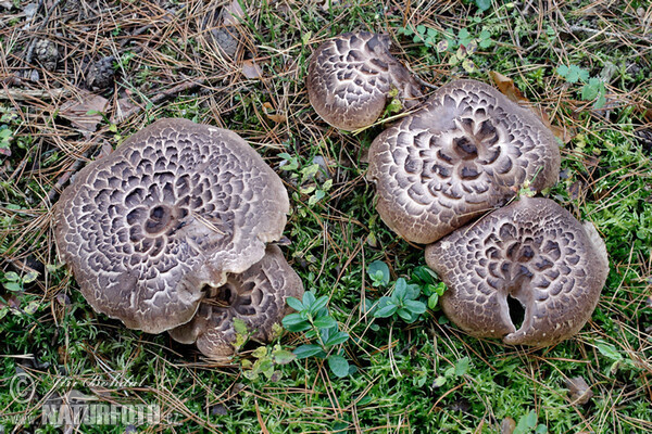 Shingled Hedgehog Mushroom (Sarcodon imbricatus)