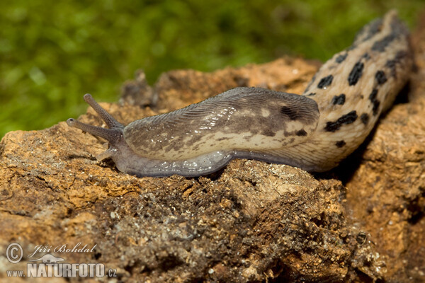 shy-grey Ash-black Slug