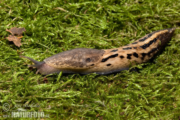 shy-grey Ash-black Slug