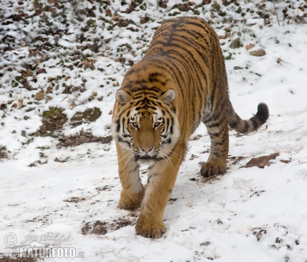 Sibirischer Tiger