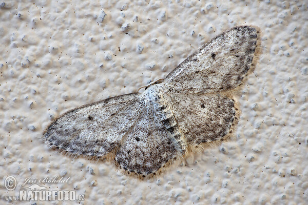 Small Dusty Wave (Idaea seriata)