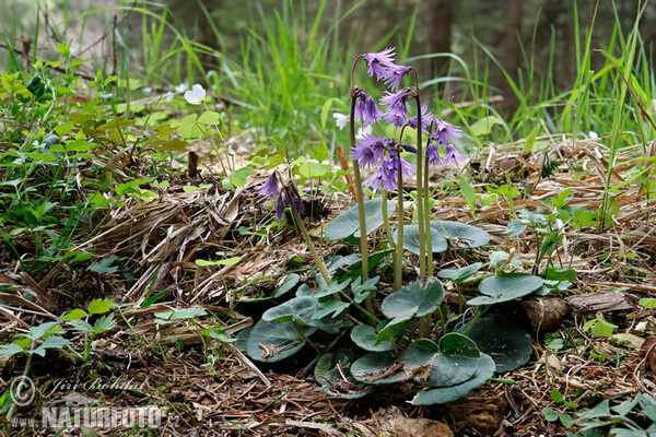 Soldanella montana