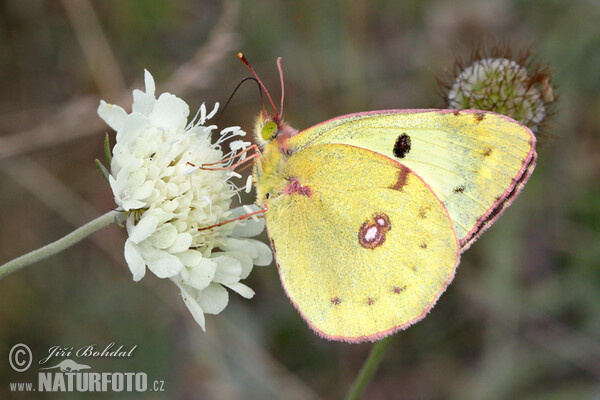 Soufré papillon