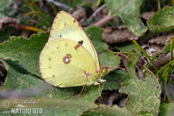 Soufré papillon