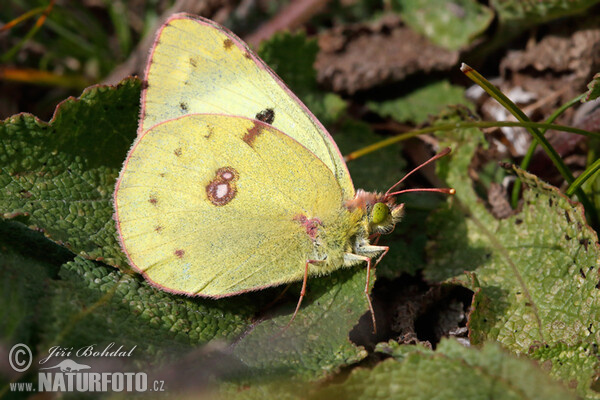 Soufré papillon