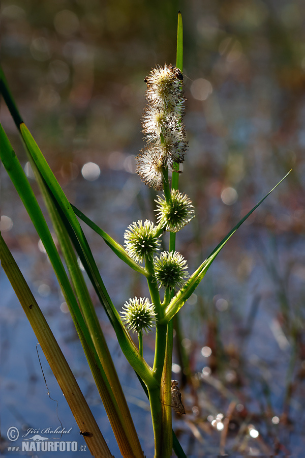 Sparganium emersum