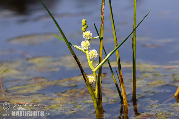 Sparganium emersum