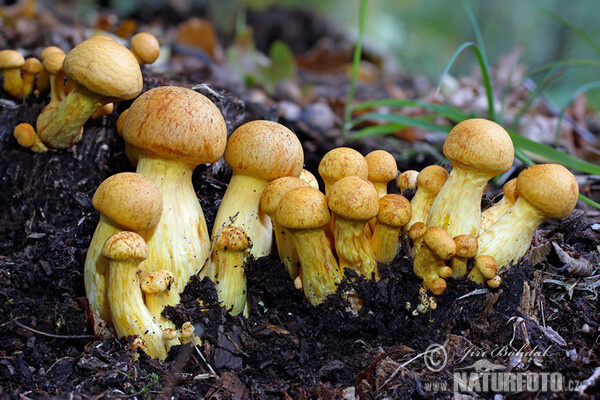 Spectacular Rustgill Mushroom (Gymnopilus spectabilis)