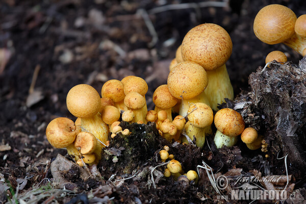 Spectacular Rustgill Mushroom (Gymnopilus spectabilis)