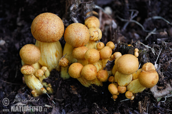 Spectacular Rustgill Mushroom (Gymnopilus spectabilis)