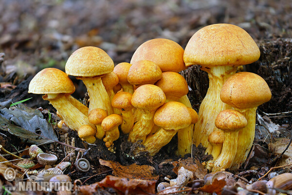 Spectacular Rustgill Mushroom (Gymnopilus spectabilis)