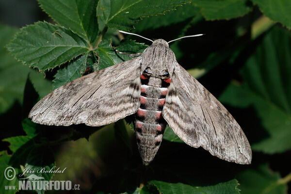 Sphinx du liseron