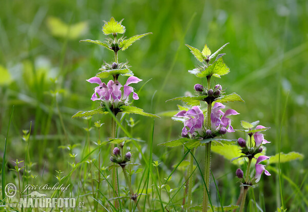 Spotted Dead-nettle (Lamium maculatum)