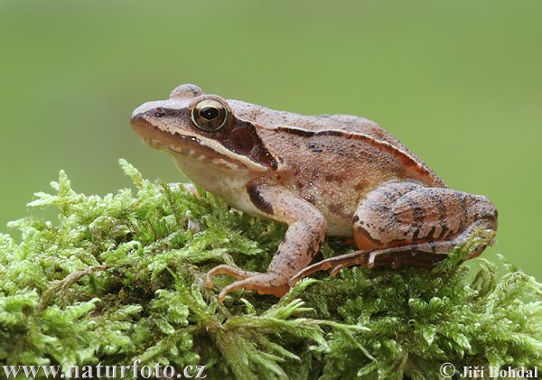 Springfrosch