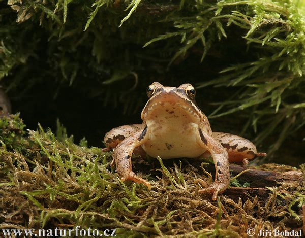 Springfrosch