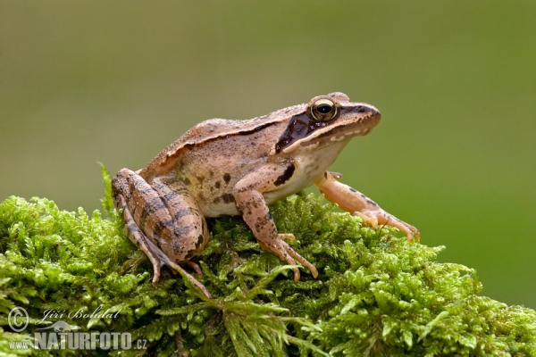 Springfrosch