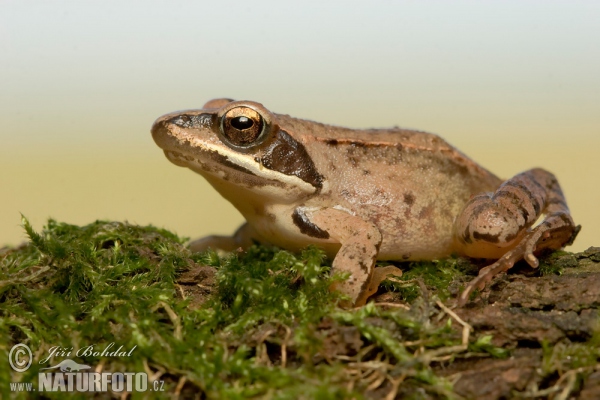 Springfrosch