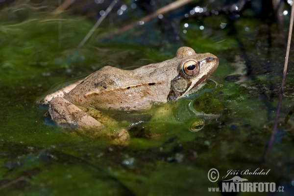 Springfrosch