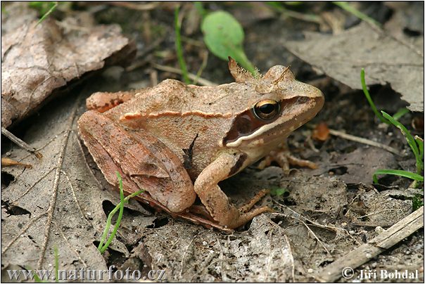 Springfrosch