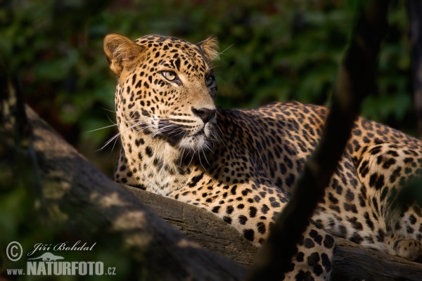 Sri-Lanka-Leopard