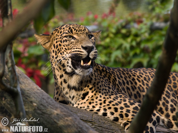 Sri-Lanka-Leopard