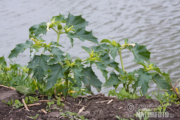 Stramoine commune - Datura stramoine - Pomme-épineuse