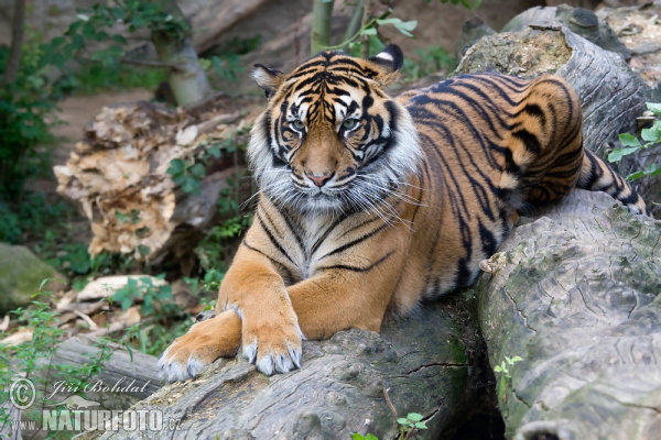 Sumatra-Tiger