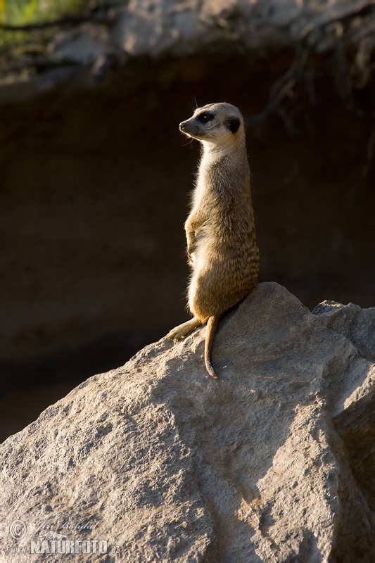 Suricate