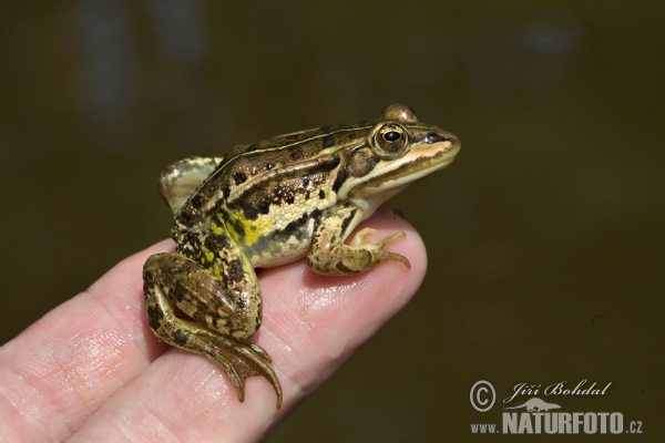 Teichfrosch