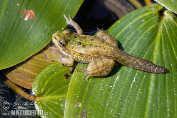 Teichfrosch