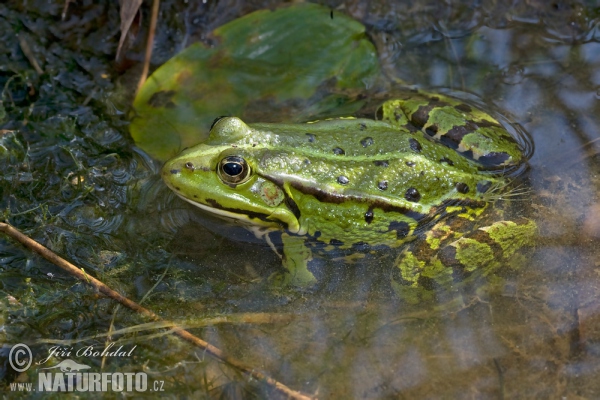 Teichfrosch