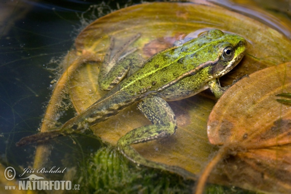 Teichfrosch