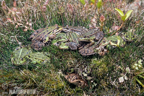 Teichfrosch