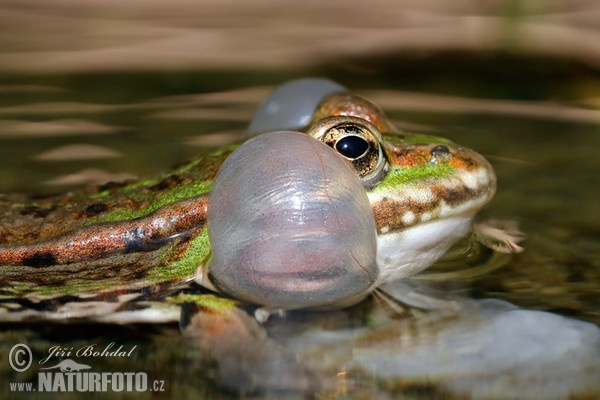 Teichfrosch