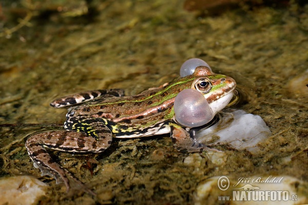 Teichfrosch