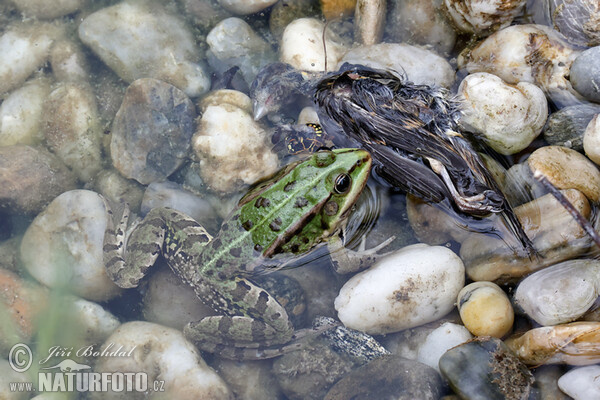 Teichfrosch