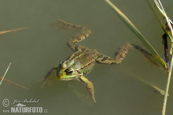 Teichfrosch