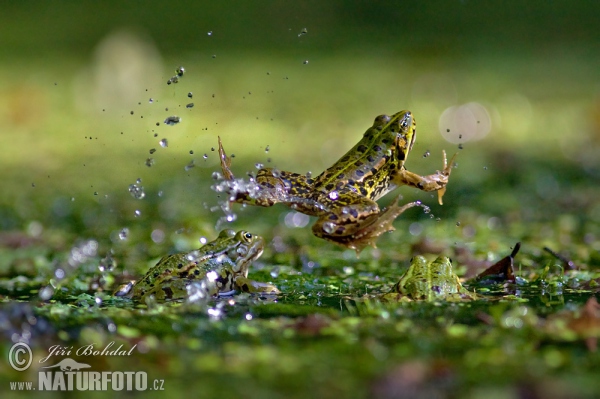 Teichfrosch