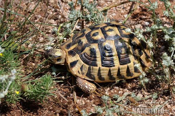 Testudo hermanni