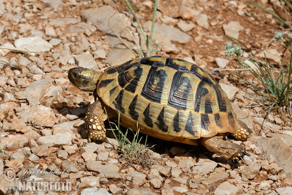 Testudo hermanni