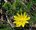 Adonis de primavera